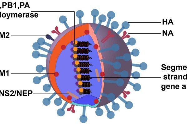 China approves Onradivir, the world’s first flu drug targeting PB2 protein, offering new hope in flu treatment.